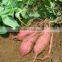 sweet potato pellets(pet food)