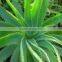 Aloe Vera Gel Exporters,suppliers,wholesalers