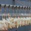 poultry abattoir equipment from china