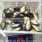 Frozen precooked half shell blue mussel