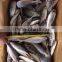 HORSE MACKEREL TARCHURUS JAPONICUS 20CM+