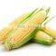 Best Price Fresh Yellow Sweet Corn From Vietnam