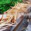 Natural Old Wild Ginseng Panax in Changbai Mountain
