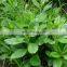 Aster Scaber Extract Powder , Doellingeria scaber P.E.