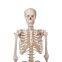 HC-S203 Small Size 42cm Medical Human Skeleton Teaching Model/Plastics Anatomical Models Skeleton