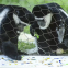 316/304 Zoo Wire Mesh Fence Stainless Steel Rope Mesh
