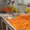 Mesh belt dryer for carrot