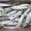 frozen indian mackerel importers