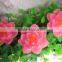Pink Flower Shaped Candles