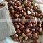 Fresh chestnut from China/Mount Tai chestnut/Low price chestnut