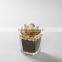 Flora Bunda Outdoor Decor Wholesale Artificial Potted Succulent Plants in glass pot