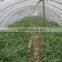 professional pe plastic woven greenhouse film in agricultural products for sale