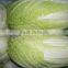 chinese cabbage