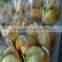 Sichuan Good Quality Lemon