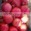 Fresh Egyptian pomegranate