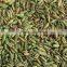 Fennel seeds