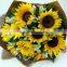 Fresh Cut Sunflower Helianthus Annuus