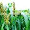 Hot selling price in china potassium humate organic fertilizer companies