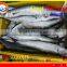 FROZEN BARRACUDA FISH WHOLE ROUND