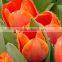 Low price new arrival wholesale decoration red tulip
