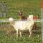 High qulity and non climb rigid stay horse fence