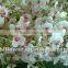 silk orchid bloom