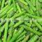 IQF green asparagus whole/pieces