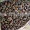 Malva Nuts (sterculia Lychnophora)