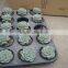 succulent plants Echeveria