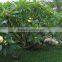 White Flowers Plumeria