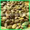 White Pumpkin Seeds Kernel Grade AA 2016 Crop