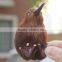 real like kivi pet plastic bird toys for kids