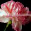Provide Carnation flower fresh cut carnation from Kunming