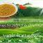 Authentic Natrual Organic Pure Rape Bee Pollen for chronic prostatitis from QingHai Region