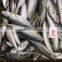 new catching Purse Seine high quality horse mackerel for market sale