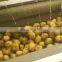 Wholesale Popular Fruit and Vegetable Washing Machine