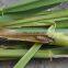 Monosultap + Bt striped rice borer  killing with products safely