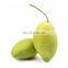 High quality Fresh Mango Export Originating From Vietnam