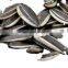 Wholesale bulk sunflower seeds raw sunflower kernels Export sunflower seeds