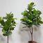 Customize Artificial Fiddle Leaf Different Height Fig Tree Potted Faux Green Plants for Hotel Office Decoration