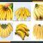 Leader Fresh Banana Peeler Whatsapp:+8618336073732