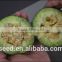 Green Beauty Chinese high sugar content Musk Melon Seeds