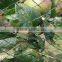 agriculture bird protection net