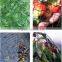 2016 new PE anti-bird protection netting, netting for catching bird