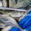 Frozen Horse Mackerel Fish Whole Round Land frozen