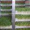Fodder sprouting machine/barley grass growing machine