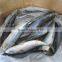 Sea Frozen Mackerel (frozen on boat) 300-500g
