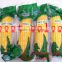 sweet frozen yellow corn maize cob for sale