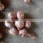 High quality fresh shallot/rose onion