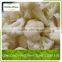 fresh frozen cauliflower floret
